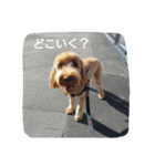 スプードル・ダギーくん（個別スタンプ：10）