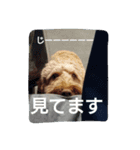 スプードル・ダギーくん（個別スタンプ：24）
