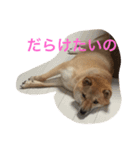 柴犬 チャミ（個別スタンプ：1）