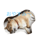 柴犬 チャミ（個別スタンプ：2）