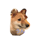 柴犬 チャミ（個別スタンプ：3）