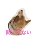 柴犬 チャミ（個別スタンプ：4）