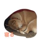 柴犬 チャミ（個別スタンプ：5）