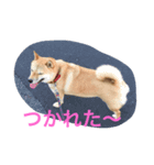 柴犬 チャミ（個別スタンプ：6）