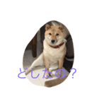 柴犬 チャミ（個別スタンプ：7）