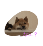 柴犬 チャミ（個別スタンプ：8）