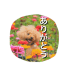 本性は凶暴だよ。（個別スタンプ：1）