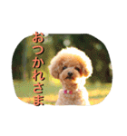 本性は凶暴だよ。（個別スタンプ：3）