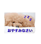 本性は凶暴だよ。（個別スタンプ：5）