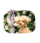 本性は凶暴だよ。（個別スタンプ：8）
