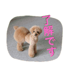 本性は凶暴だよ。（個別スタンプ：9）