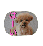 本性は凶暴だよ。（個別スタンプ：10）