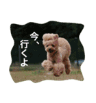 本性は凶暴だよ。（個別スタンプ：12）