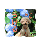 本性は凶暴だよ。（個別スタンプ：13）