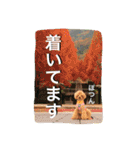 本性は凶暴だよ。（個別スタンプ：16）