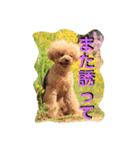本性は凶暴だよ。（個別スタンプ：19）