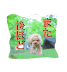 本性は凶暴だよ。（個別スタンプ：23）