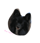 私の可愛い愛犬（個別スタンプ：2）