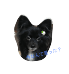 私の可愛い愛犬（個別スタンプ：3）