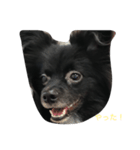 私の可愛い愛犬（個別スタンプ：6）