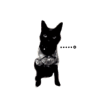 blackcat aloha（個別スタンプ：1）