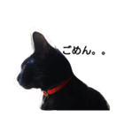 blackcat aloha（個別スタンプ：2）