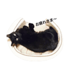 blackcat aloha（個別スタンプ：6）
