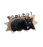 blackcat aloha（個別スタンプ：9）