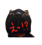 blackcat aloha（個別スタンプ：12）