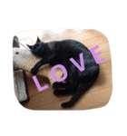 blackcat aloha（個別スタンプ：13）