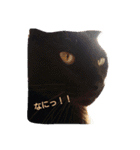 blackcat aloha（個別スタンプ：15）