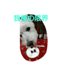 wanwanparadise with marin（個別スタンプ：1）