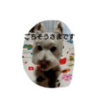 wanwanparadise with marin（個別スタンプ：5）