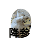 wanwanparadise with marin（個別スタンプ：6）