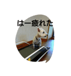 wanwanparadise with marin（個別スタンプ：7）
