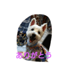 wanwanparadise with marin（個別スタンプ：12）