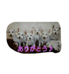wanwanparadise with marin（個別スタンプ：15）