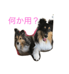 シェルティのおやこ（個別スタンプ：3）