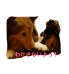 シェルティのおやこ（個別スタンプ：4）