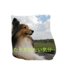 シェルティのおやこ（個別スタンプ：5）