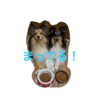 シェルティのおやこ（個別スタンプ：7）