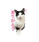 白黒うし柄みーちゃん（個別スタンプ：1）