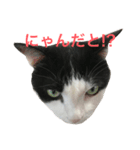 白黒うし柄みーちゃん（個別スタンプ：6）