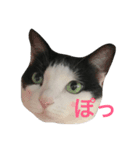白黒うし柄みーちゃん（個別スタンプ：9）
