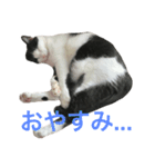 白黒うし柄みーちゃん（個別スタンプ：10）