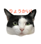 白黒うし柄みーちゃん（個別スタンプ：12）