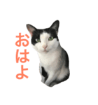 白黒うし柄みーちゃん（個別スタンプ：13）