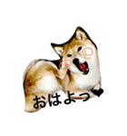 森田家のしば犬達（個別スタンプ：1）