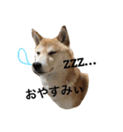 森田家のしば犬達（個別スタンプ：2）