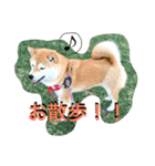 森田家のしば犬達（個別スタンプ：3）